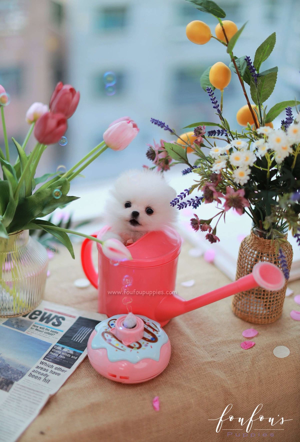 Gigi - Pomeranian F.