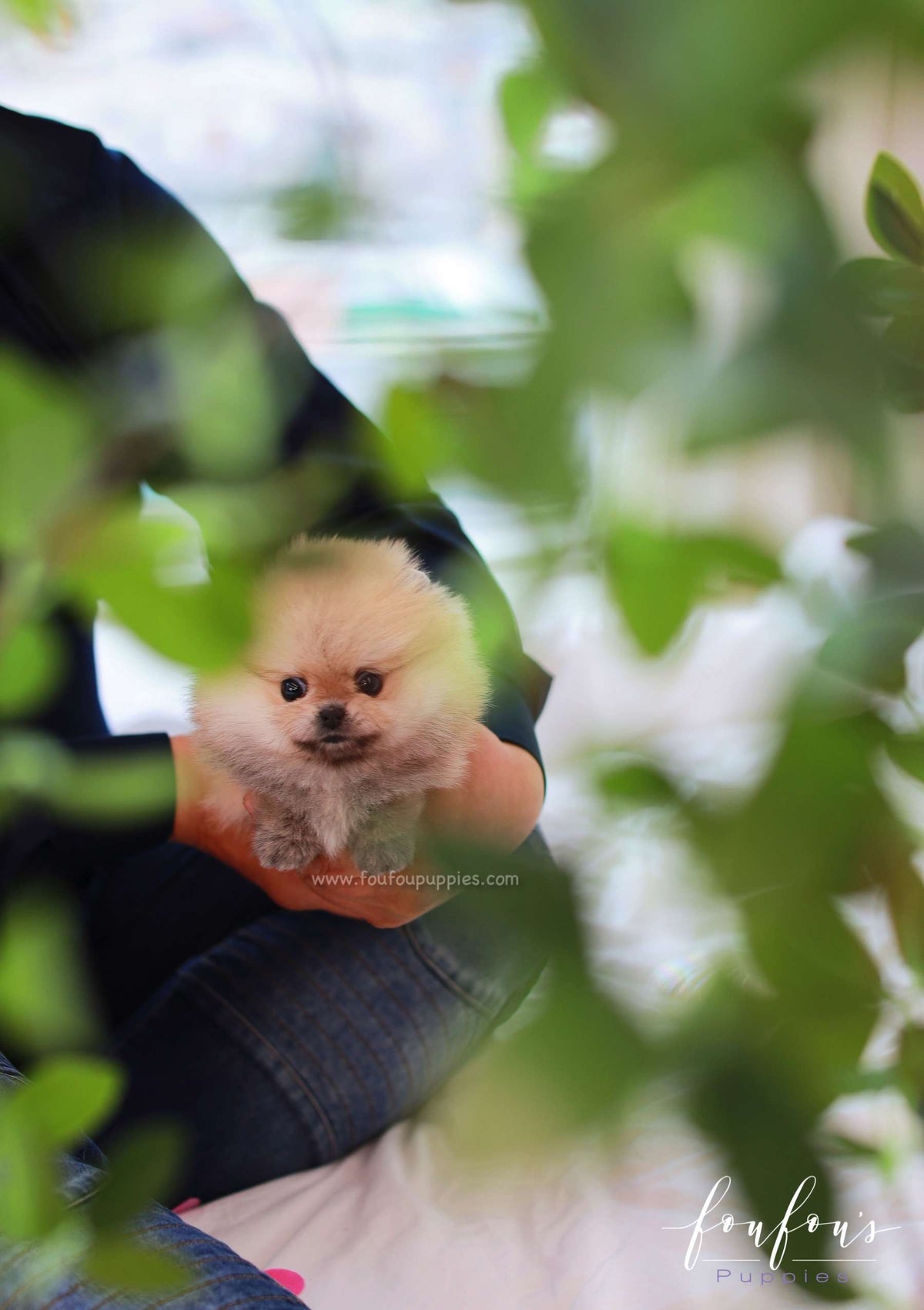Valencia - Pomeranian F.
