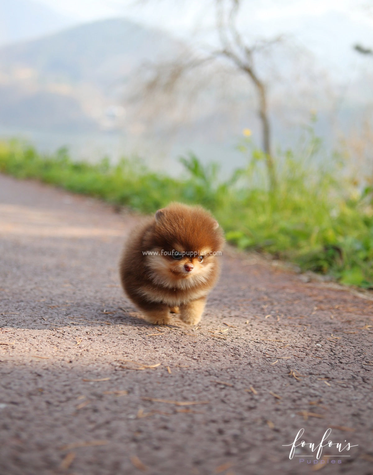 Twix - Pomeranian M.