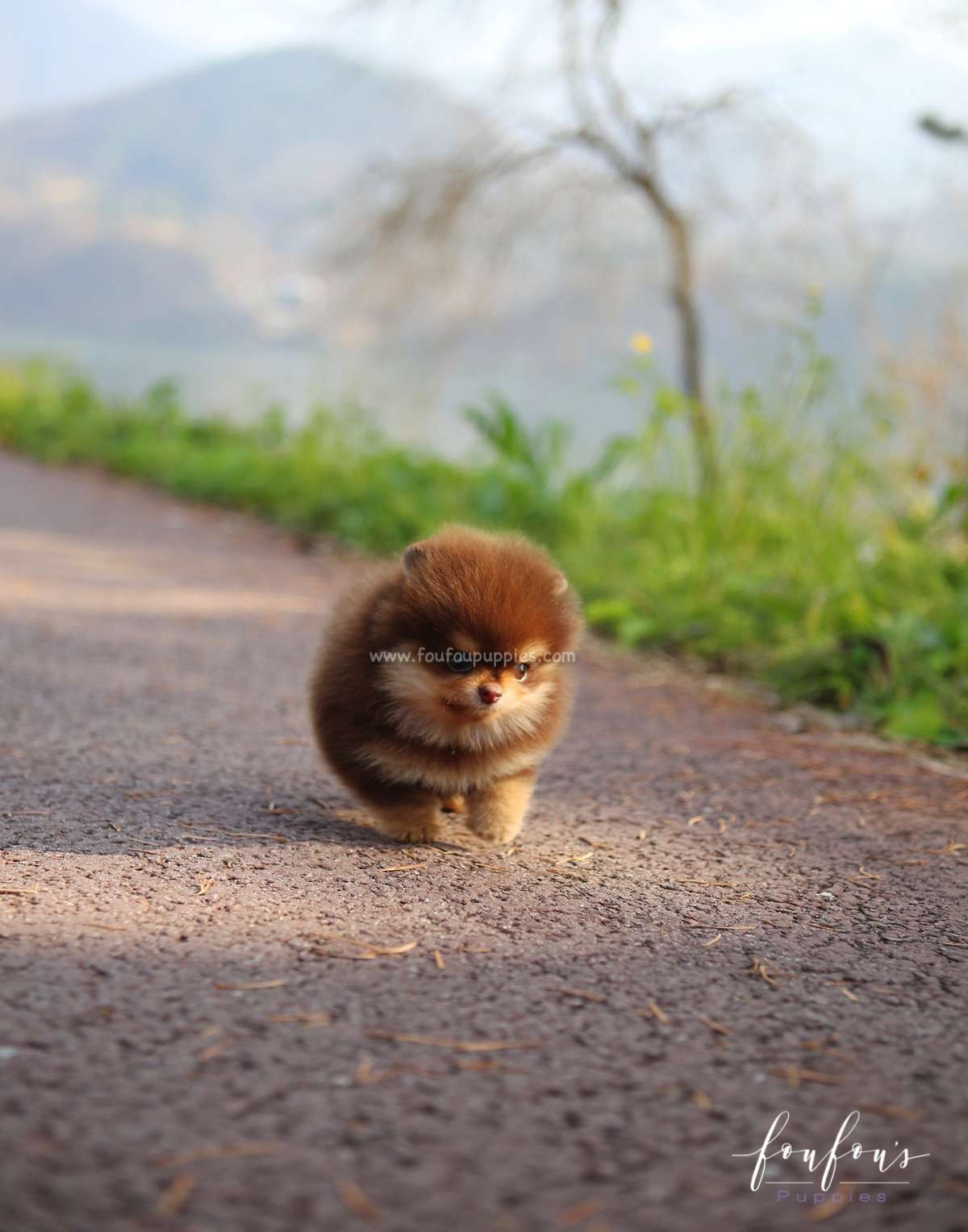 Twix - Pomeranian M.