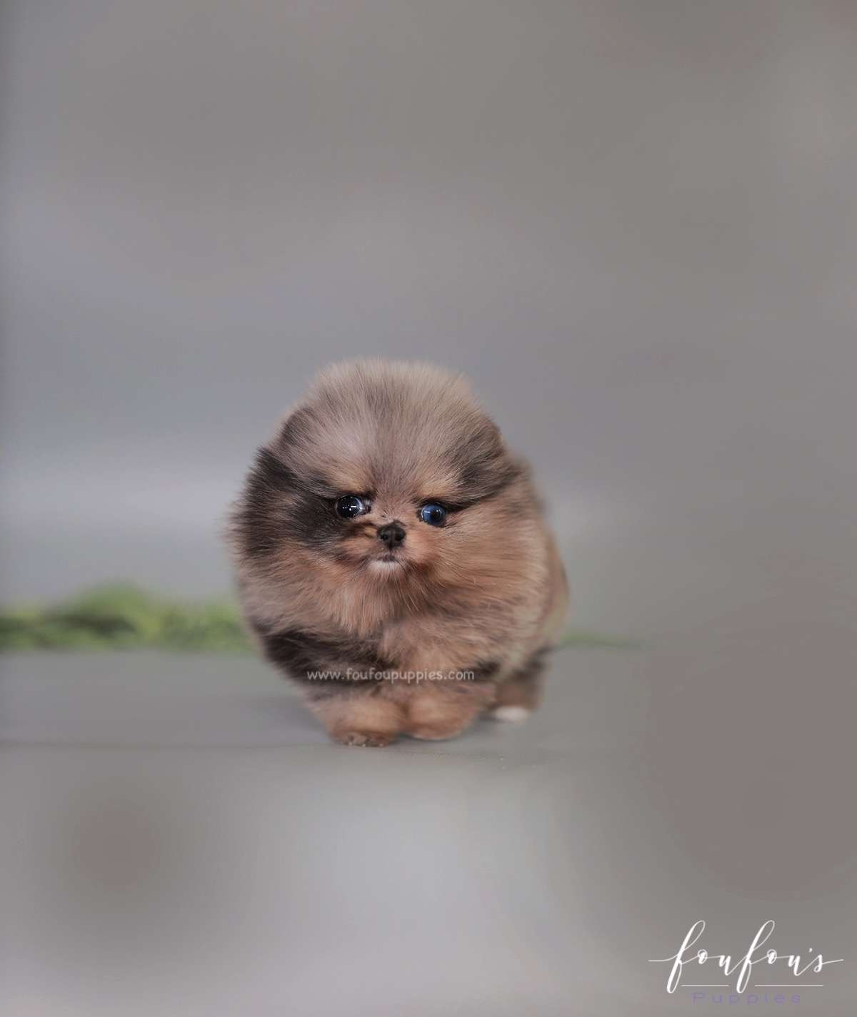 Nebula - Pomeranian F.