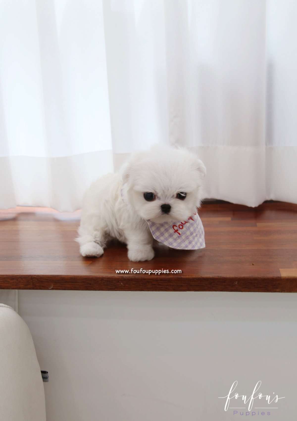 Milan - Maltese M.