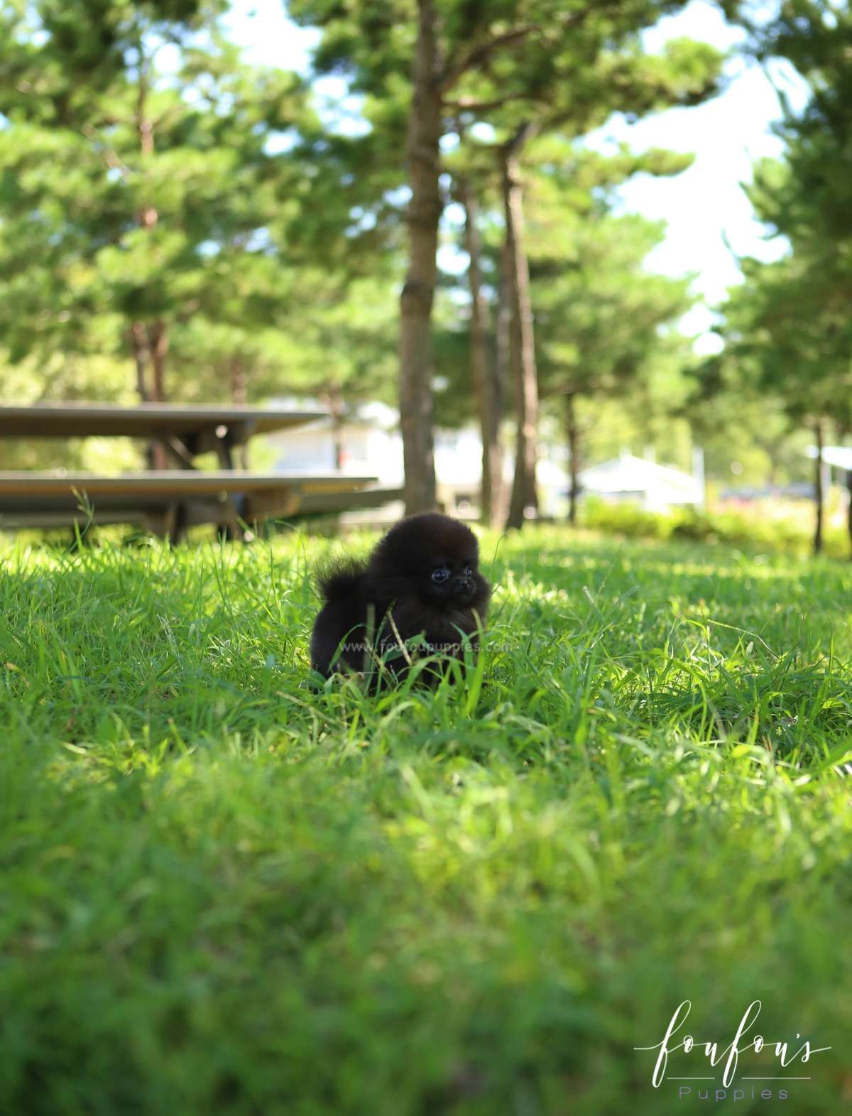 Melrose - Pomeranian F.