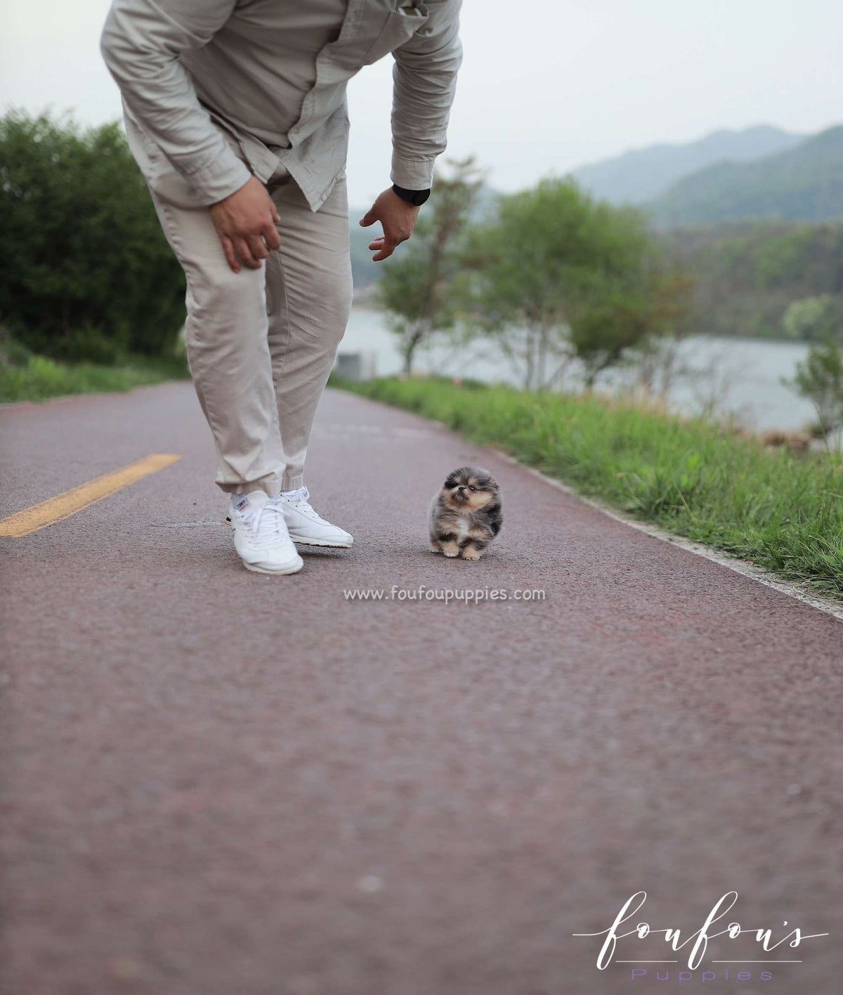 Sky - Pomeranian F.