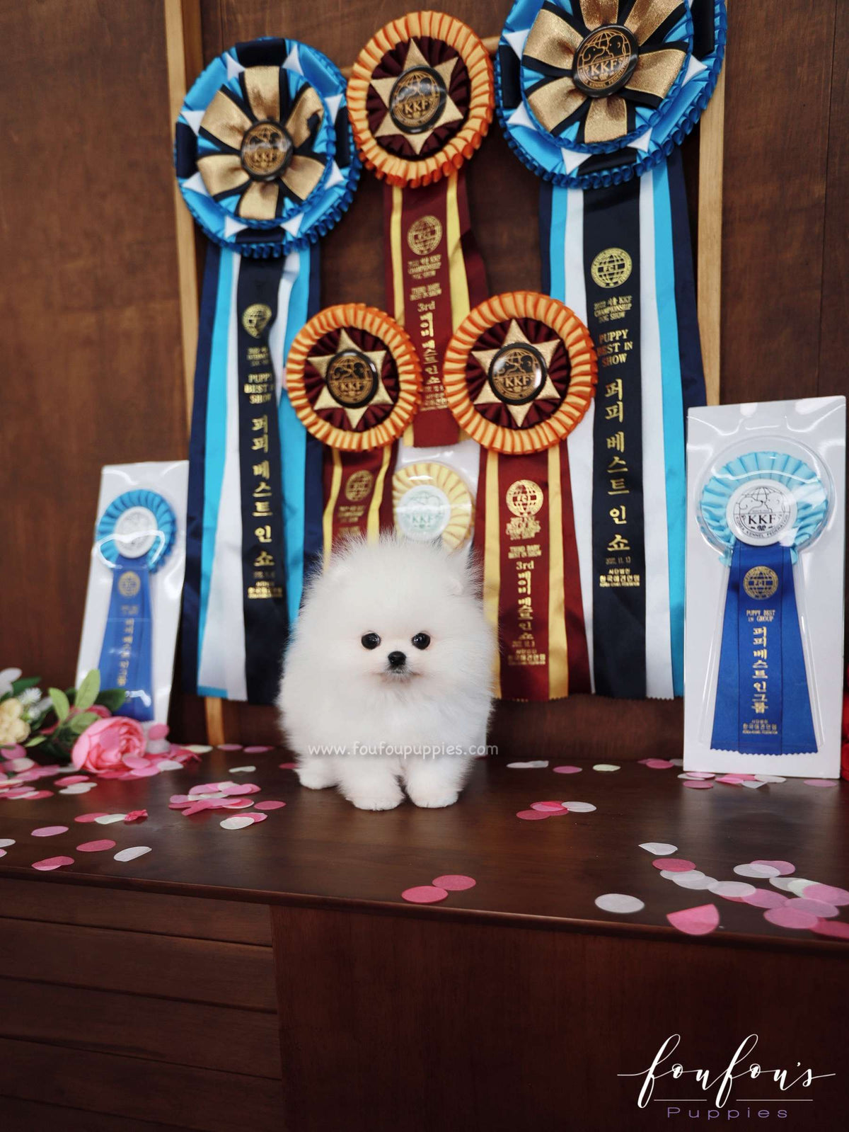 Titan - Pomeranian M.