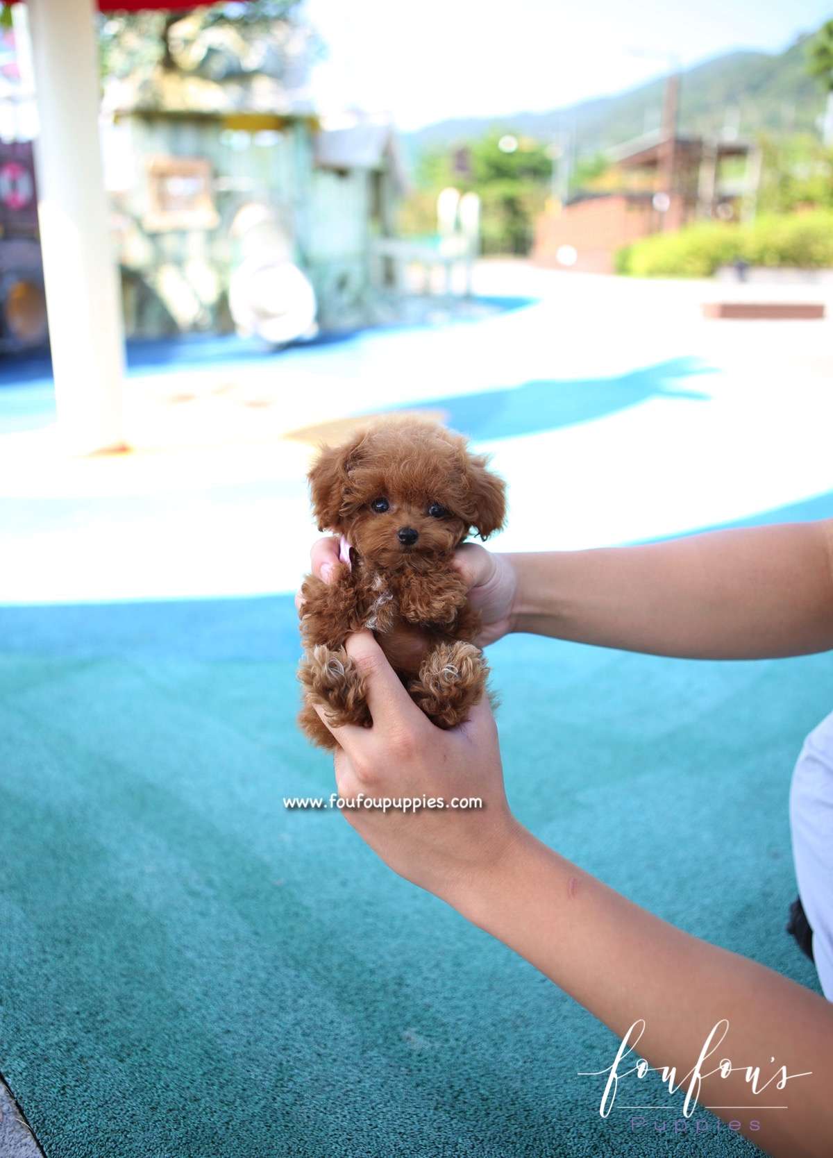 Mr. Miyagi - Poodle M.