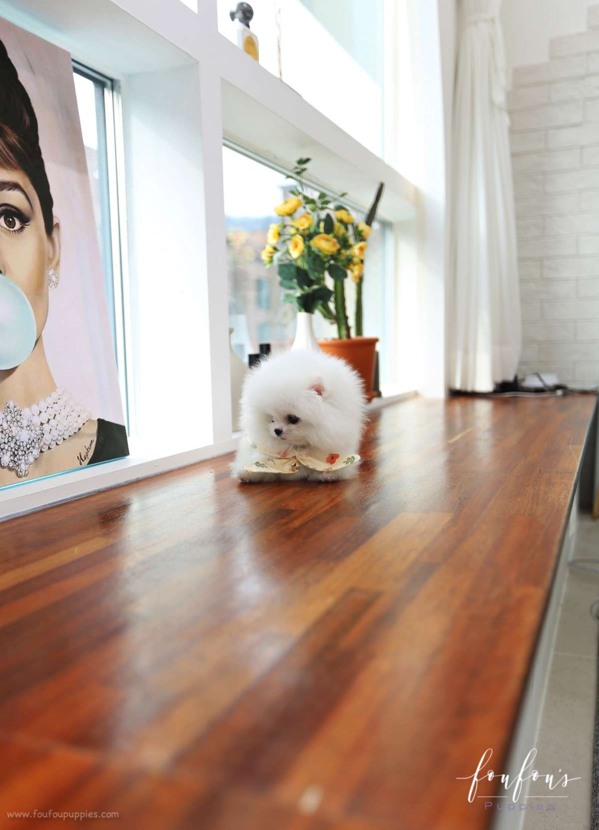 Toby - Pomeranian M.