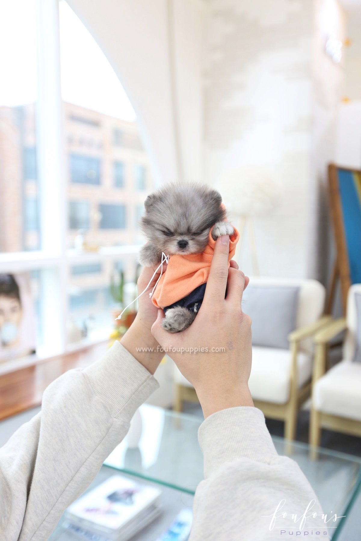 Snookie - Pomeranian M.