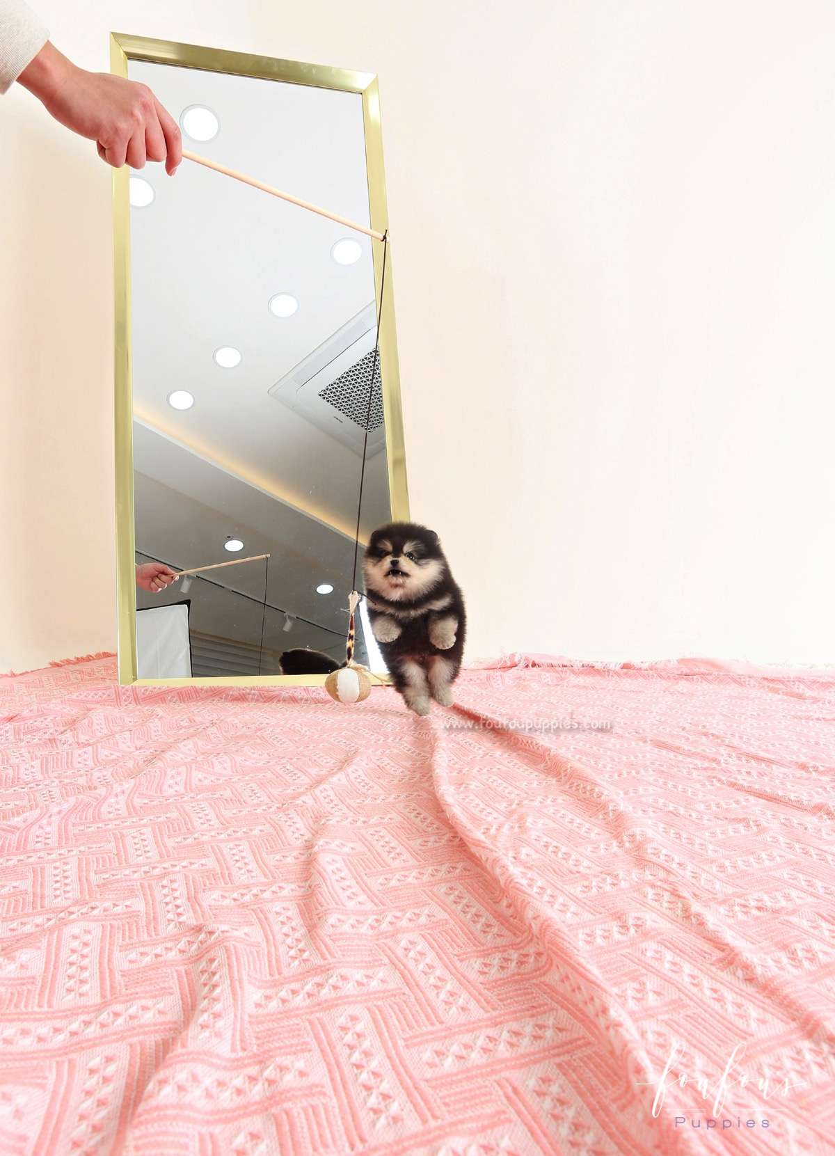 Yoda - Pomeranian M.