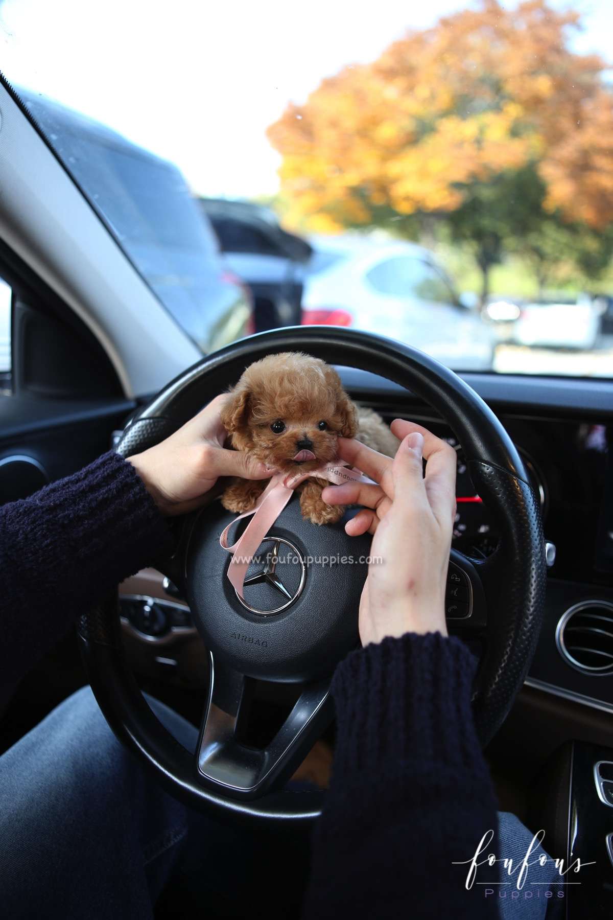 Mittens - Poodle F.