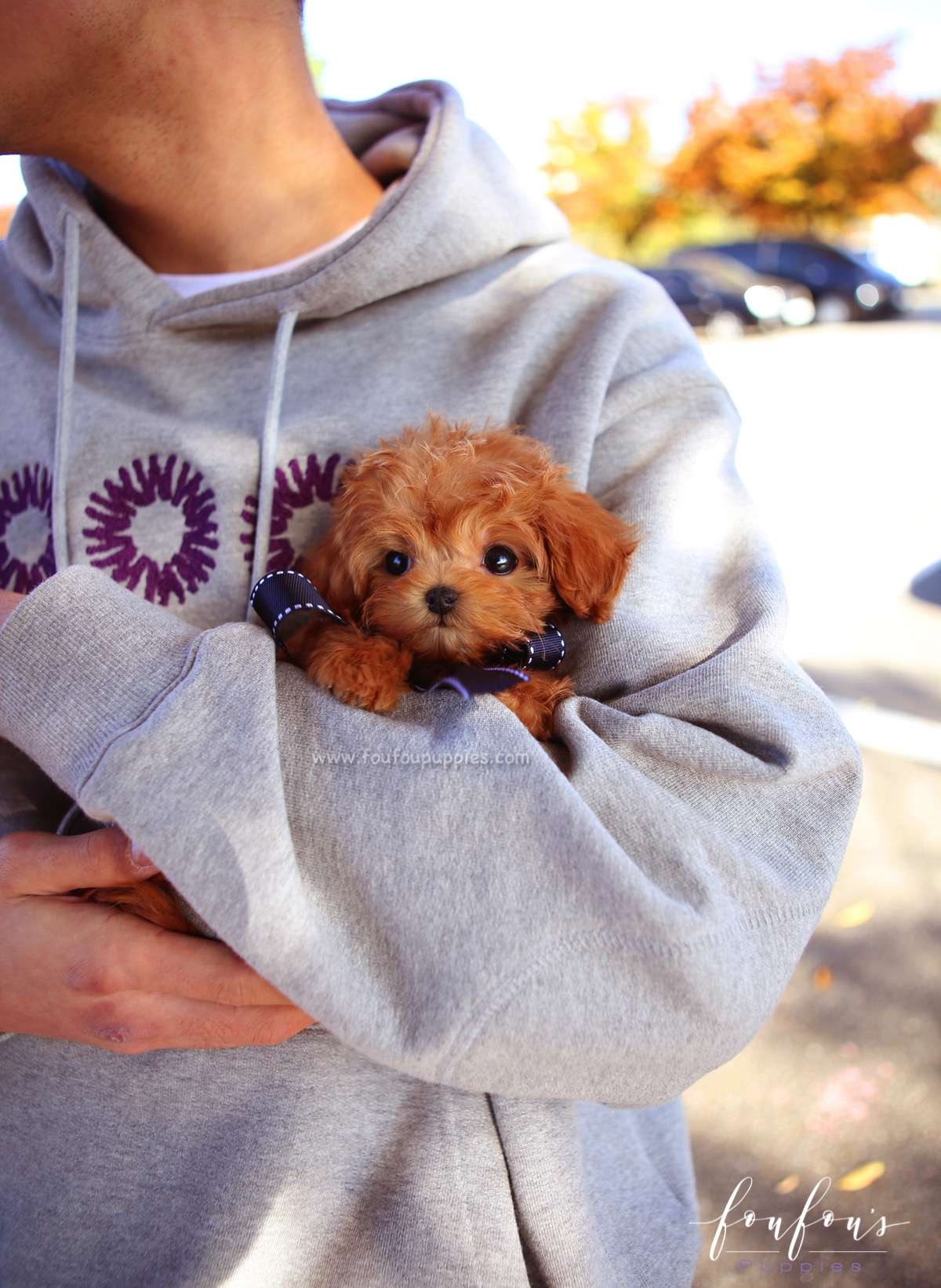 Mowgli - Maltipoo M.