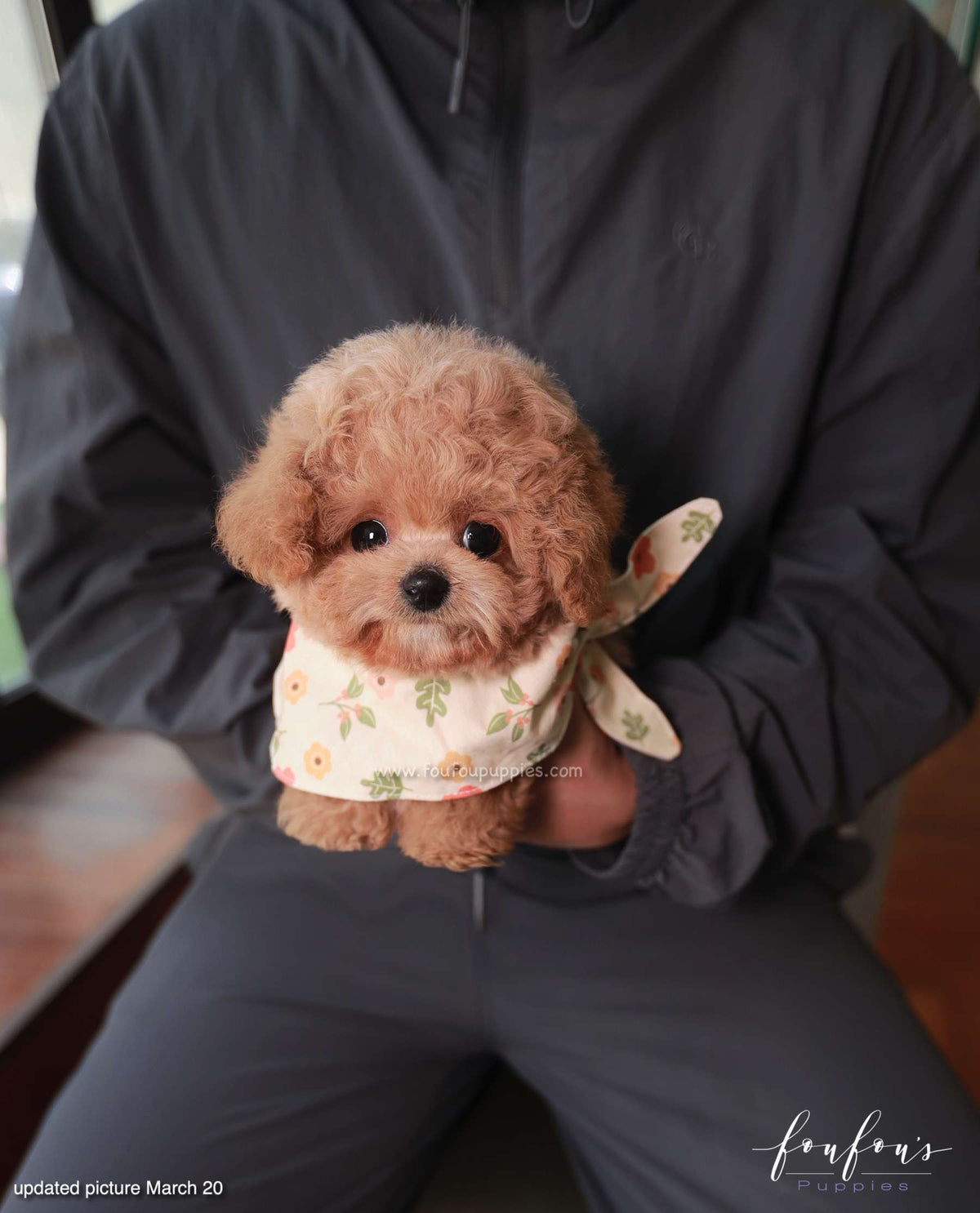 Muffin - Maltipoo M.