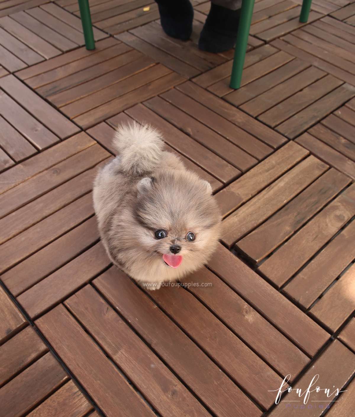 Belle - Pomeranian F.