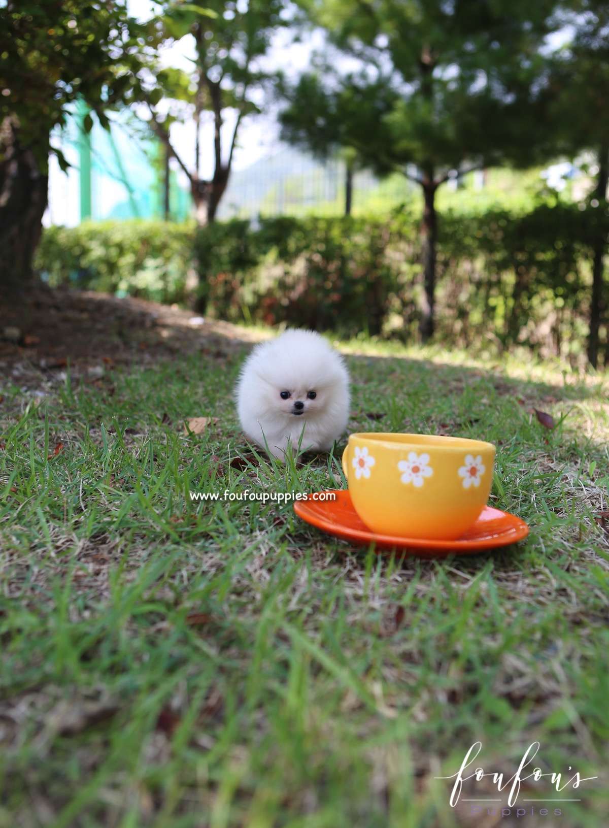 Zaya - Pomeranian F.