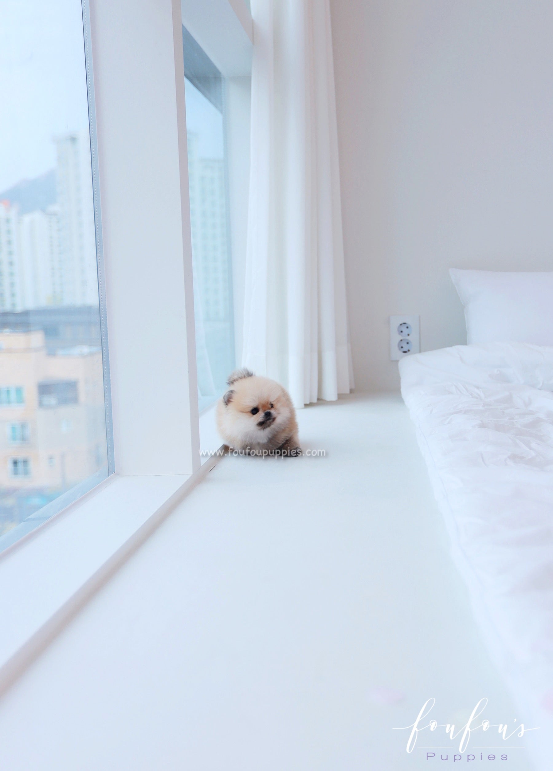 Valencia - Pomeranian F.