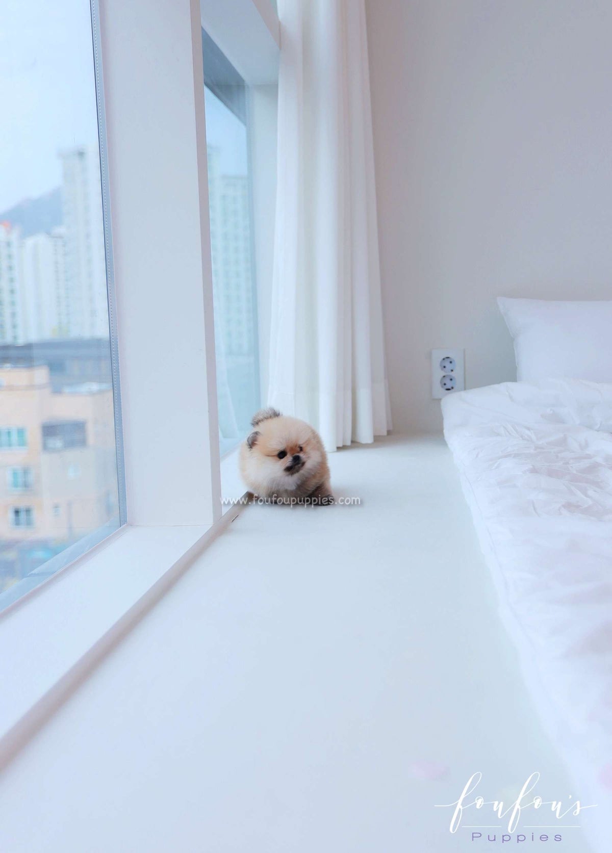 Valencia - Pomeranian F.