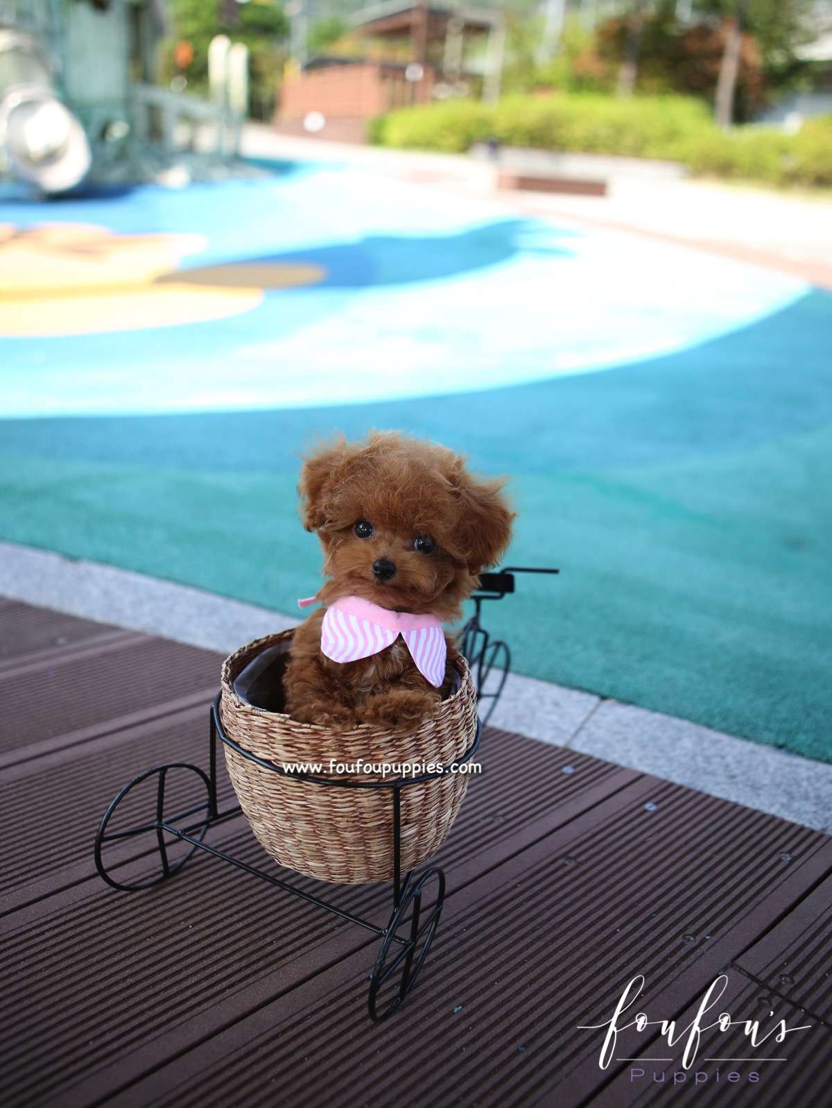 Mr. Miyagi - Poodle M.