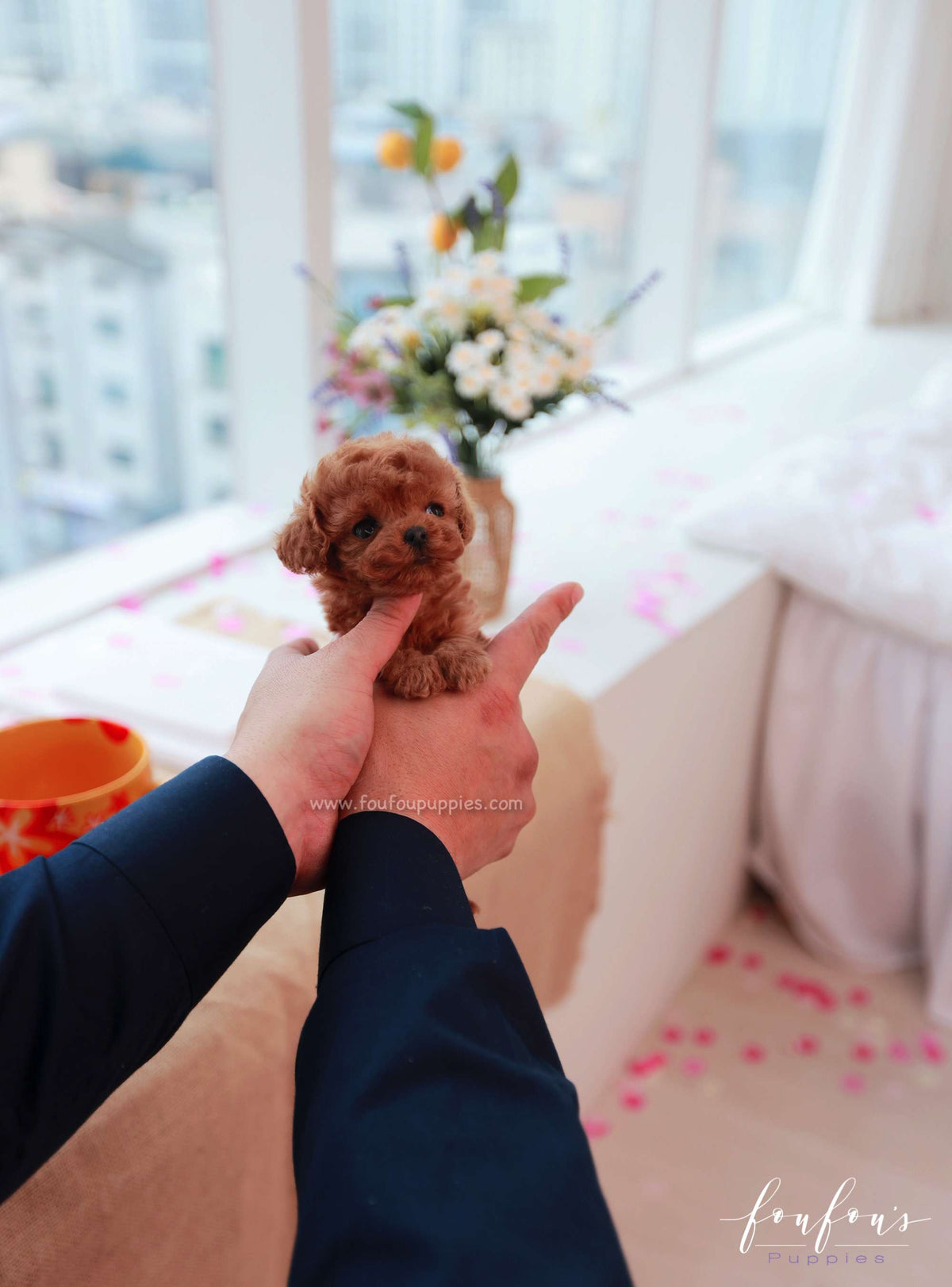 Lucille - Poodle F.