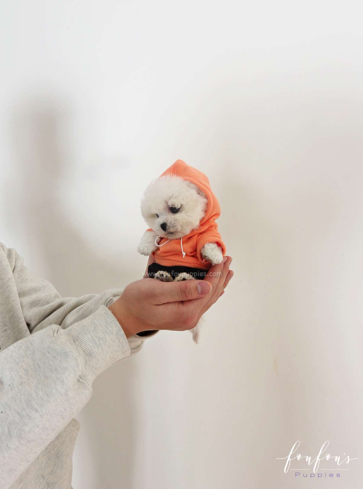 Teacup Bichon