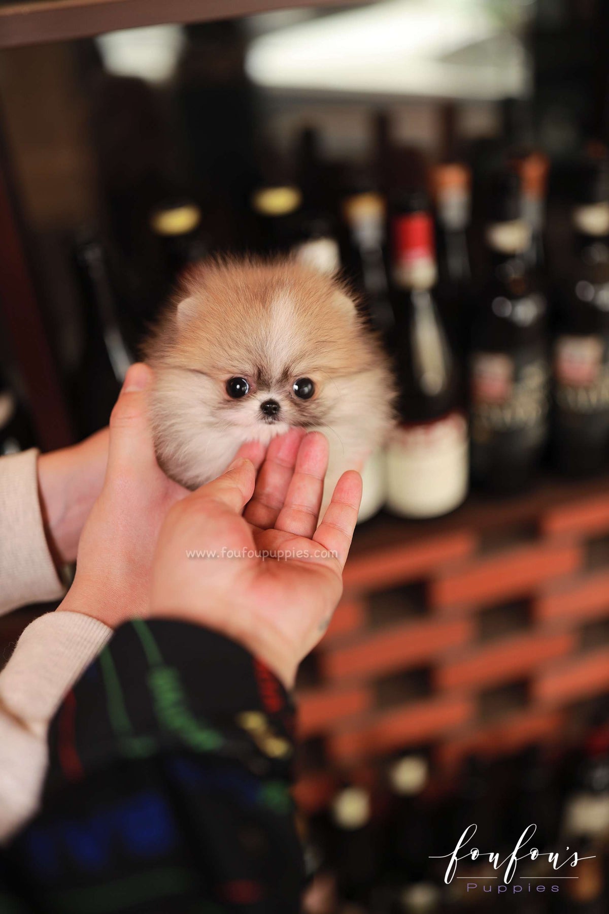 Honey - Pomeranian F.