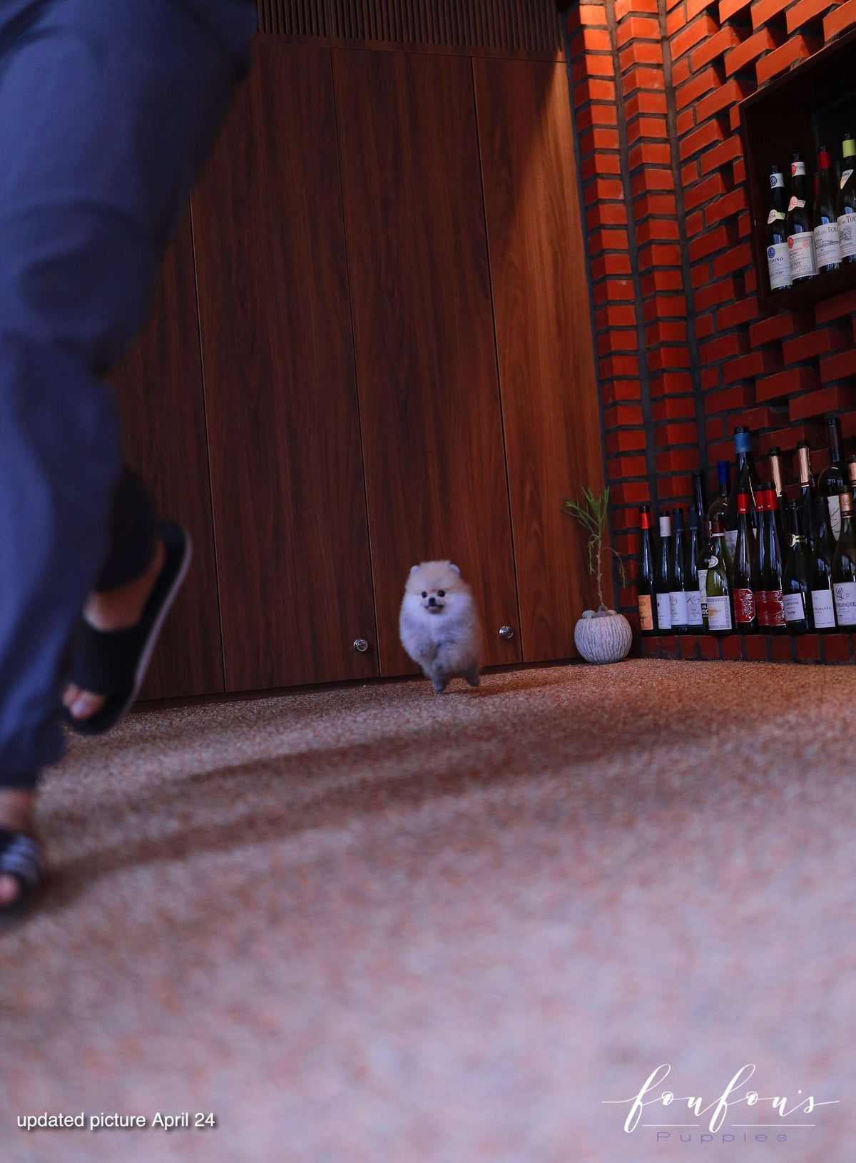 Valencia - Pomeranian F.
