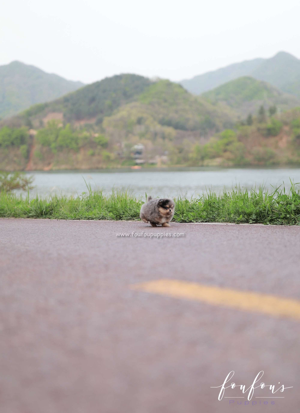 Sky - Pomeranian F.