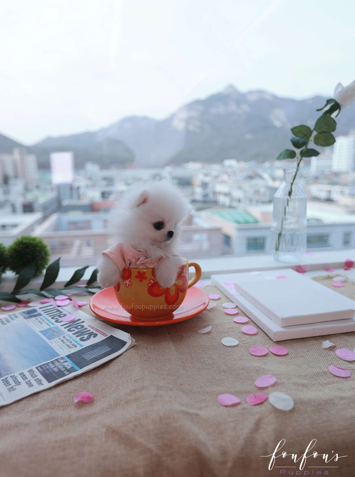 Gigi - Pomeranian F.