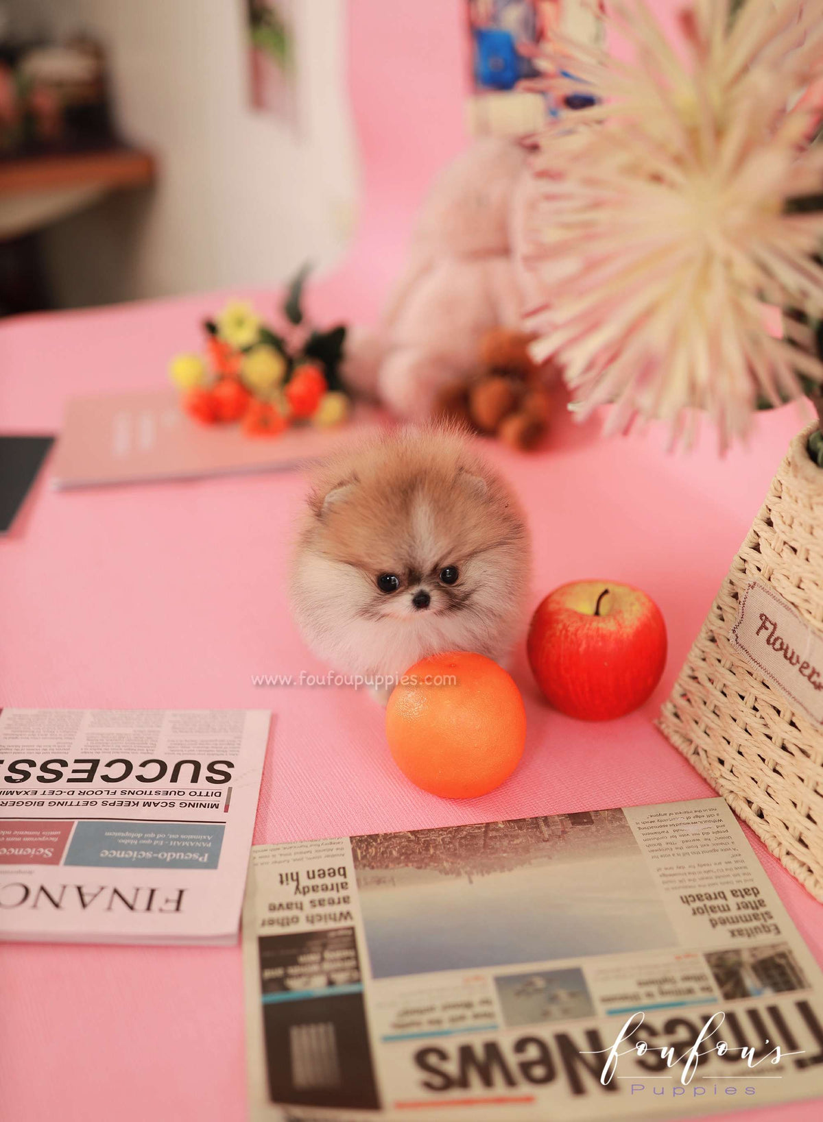 Honey - Pomeranian F.