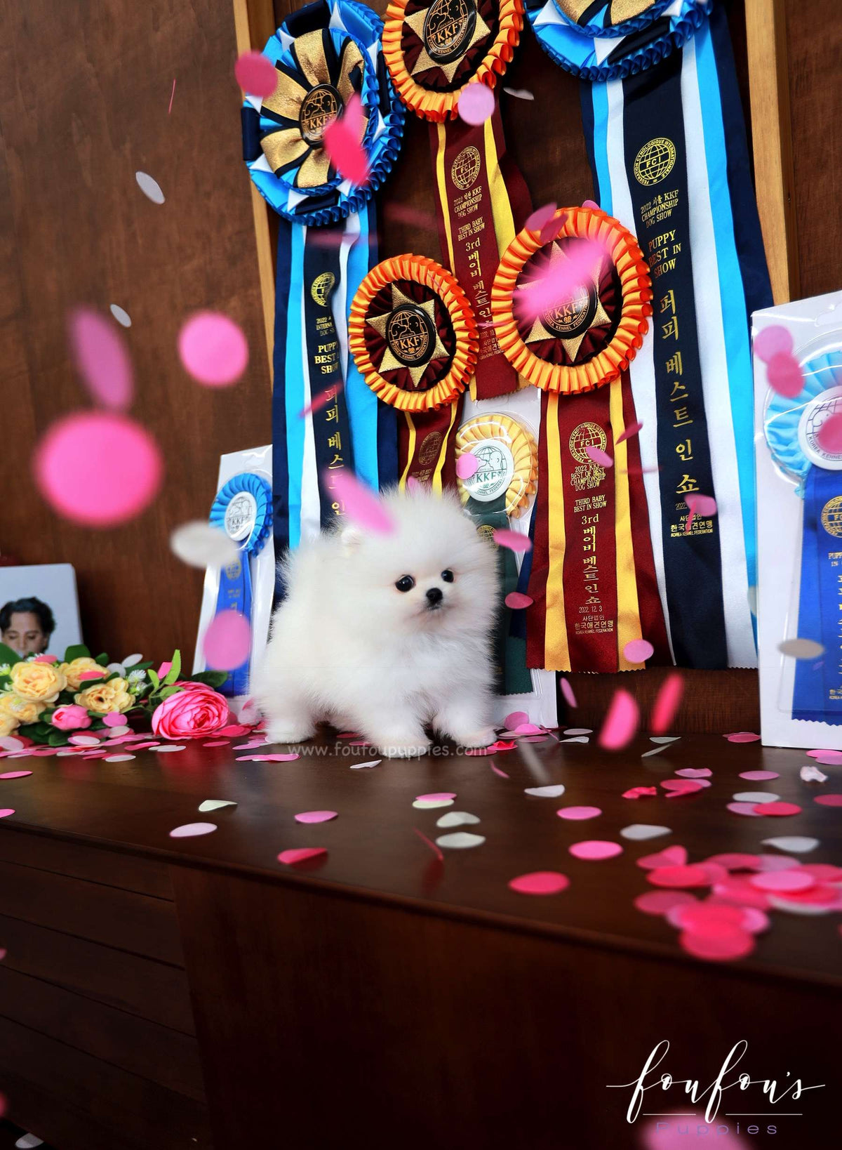 Titan - Pomeranian M.