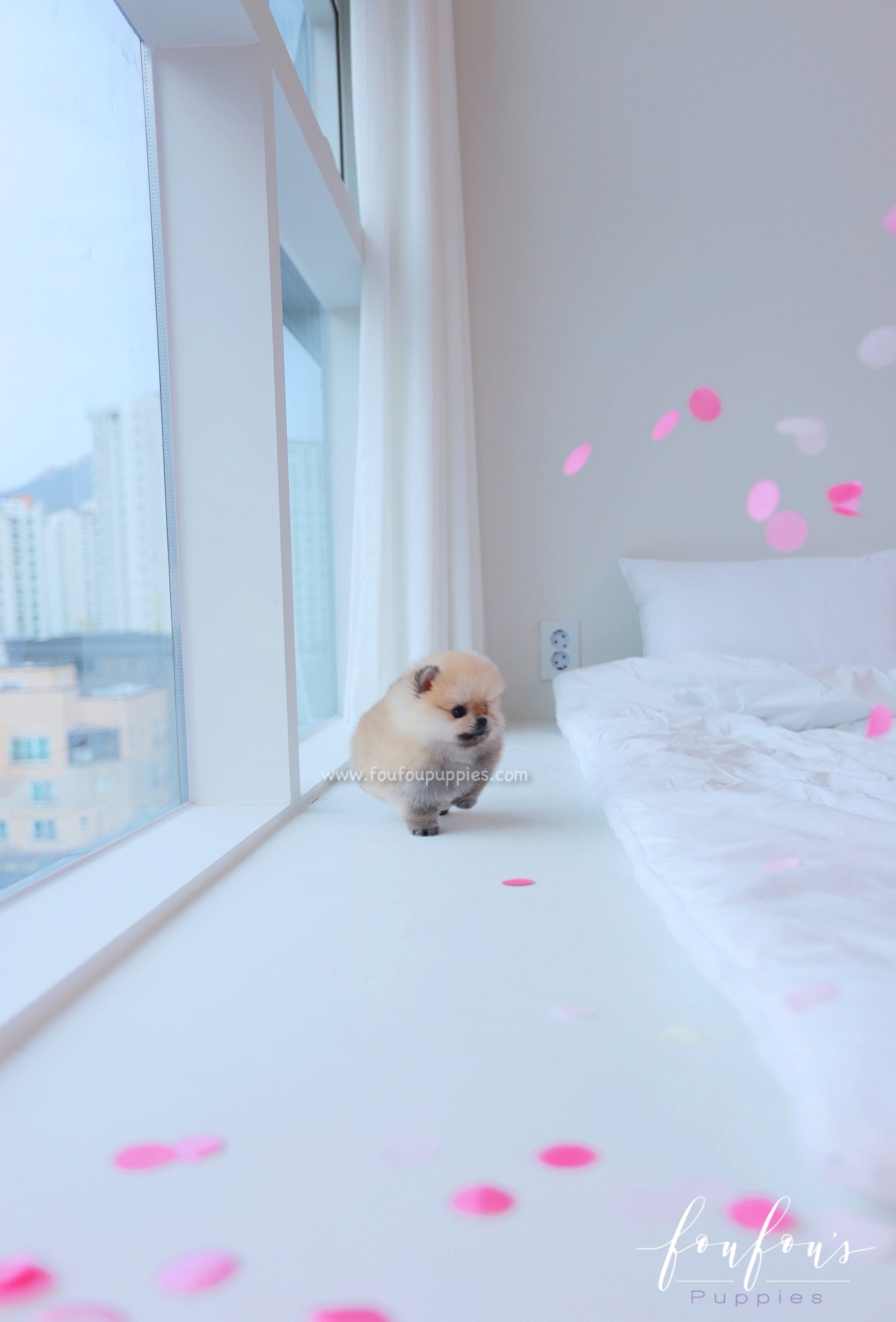 Valencia - Pomeranian F.