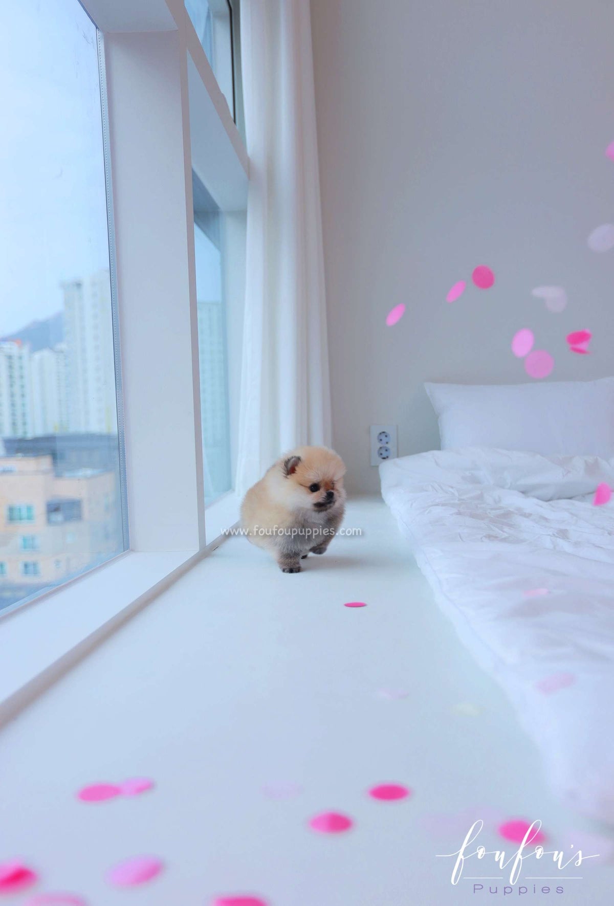 Valencia - Pomeranian F.