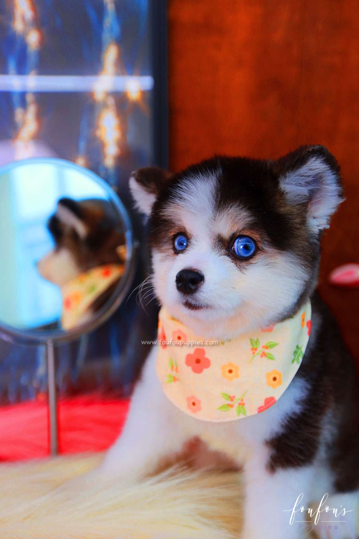Zeus - Pomsky M.