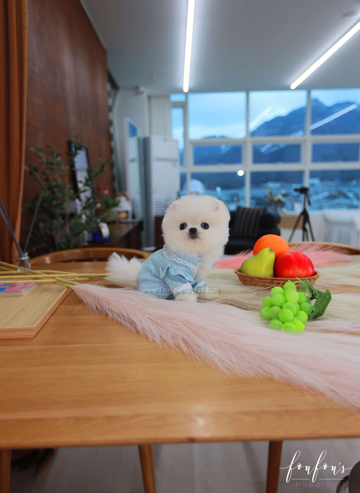 Brie - Pomeranian F.