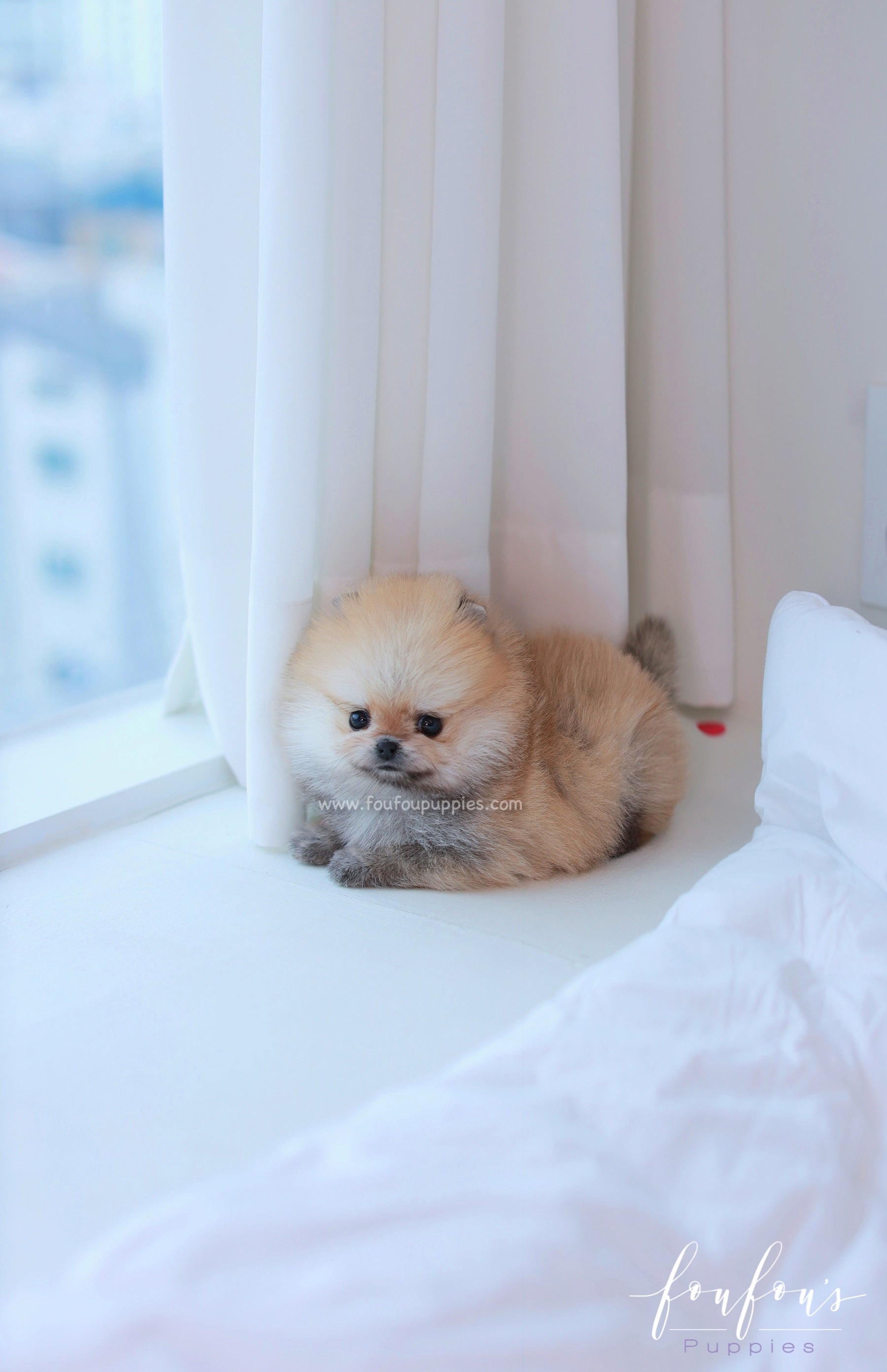 Valencia - Pomeranian F.
