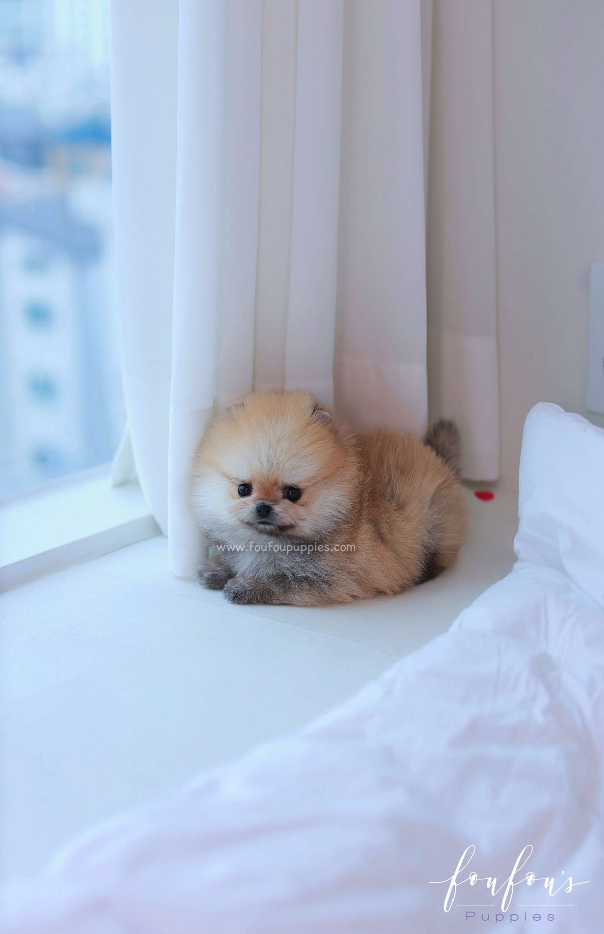 Valencia - Pomeranian F.