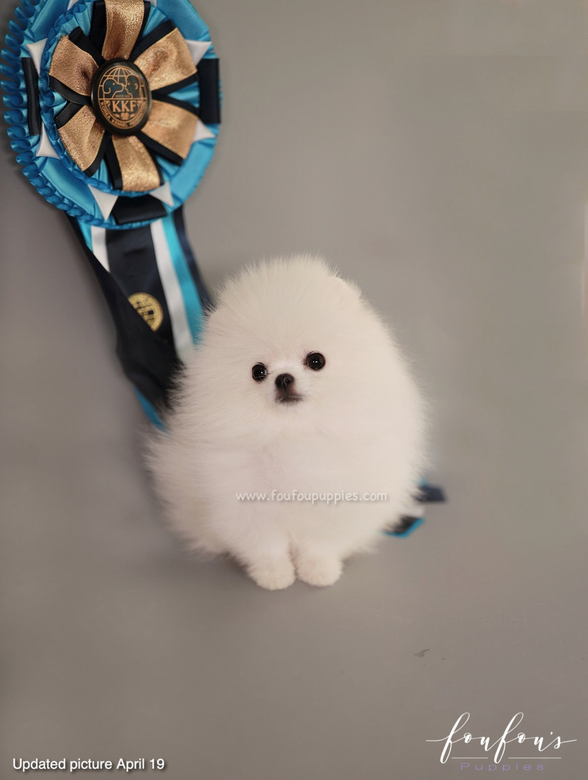 Loki - Pomeranian M.