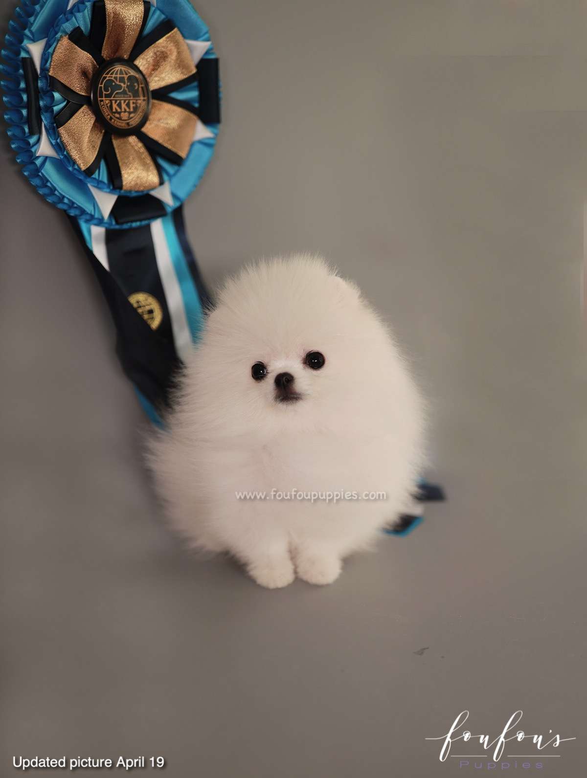 Loki - Pomeranian M.