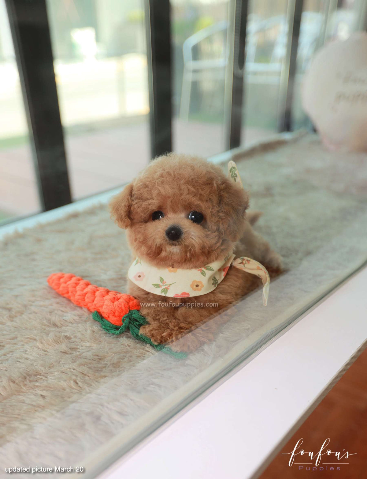 Muffin - Maltipoo M.