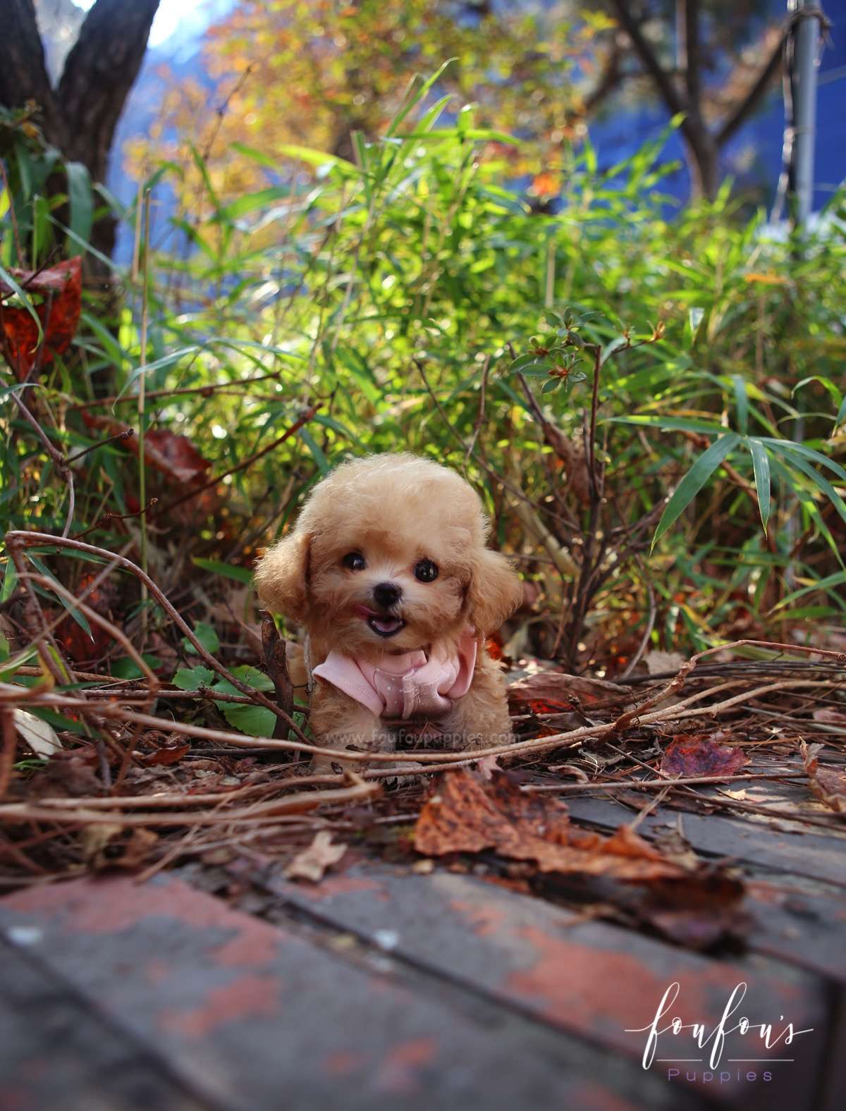 Missy - Poodle F.