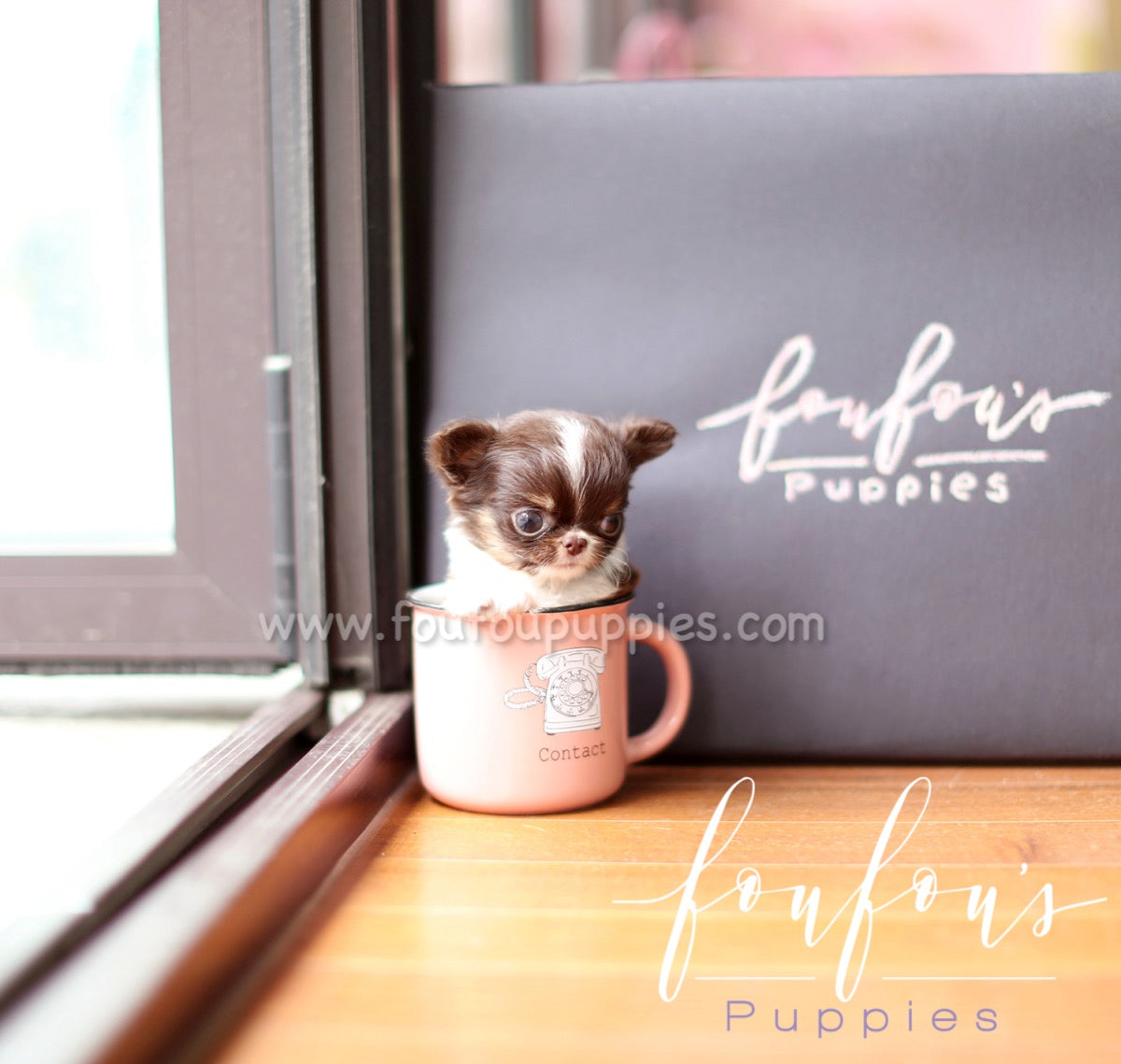 Pablo - Chihuahua M.
