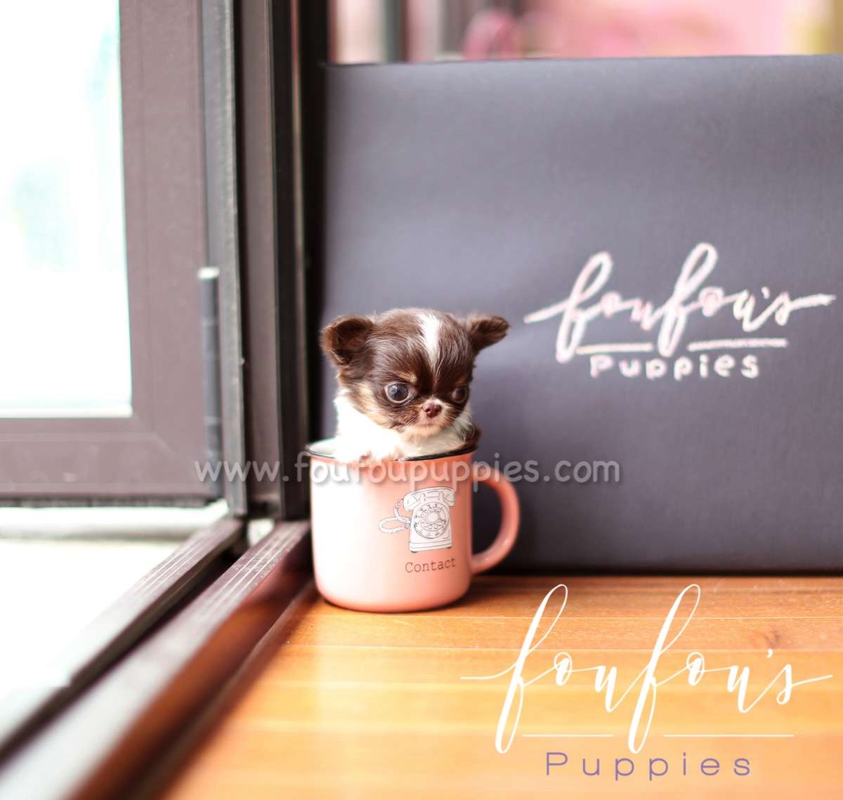 Pablo - Chihuahua M.