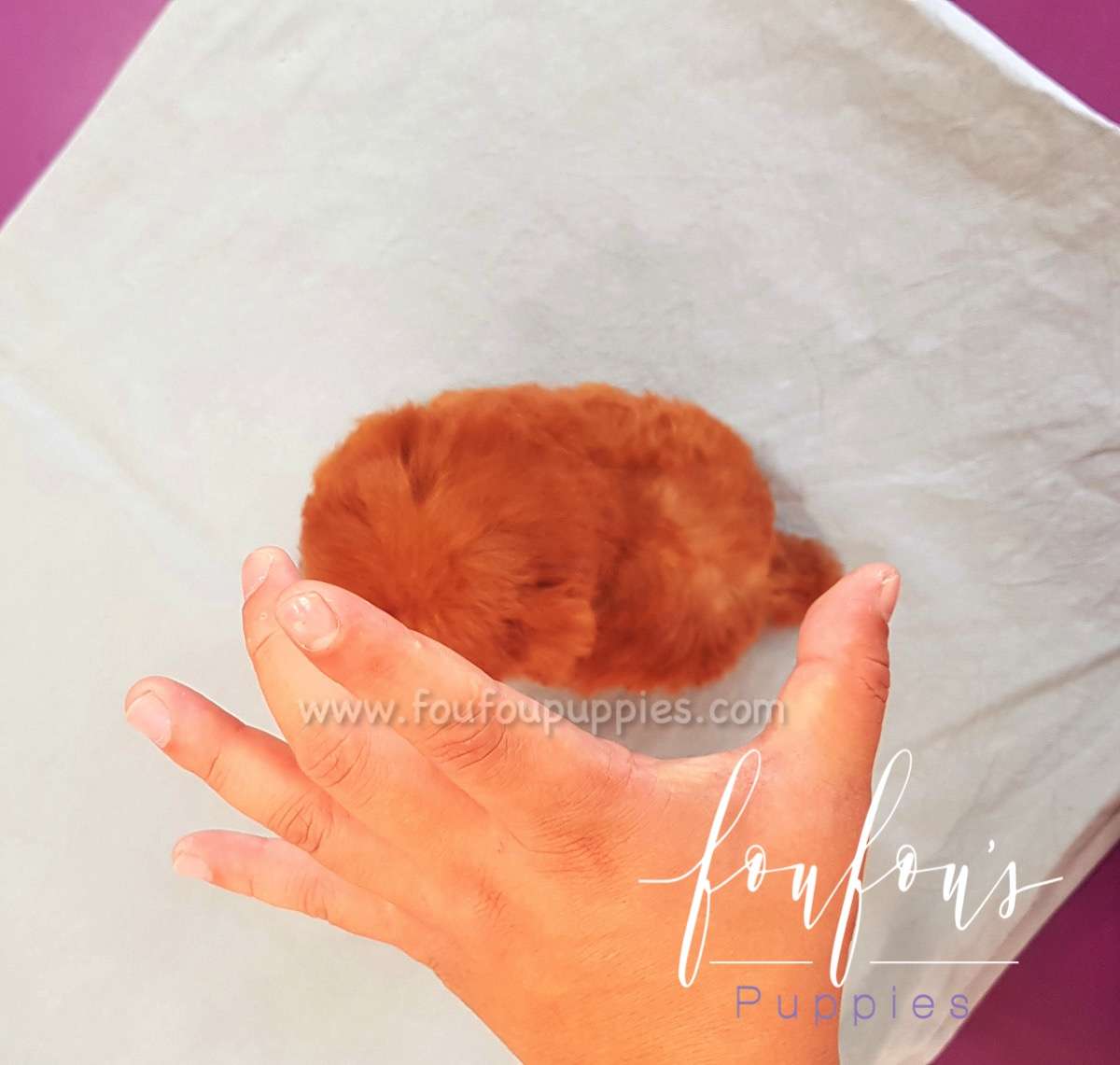 Nugget - Poodle M.
