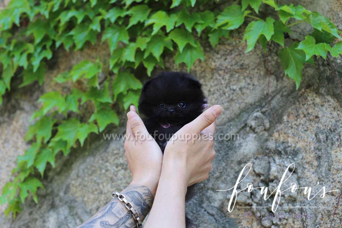 Amaya - Pomeranian F.