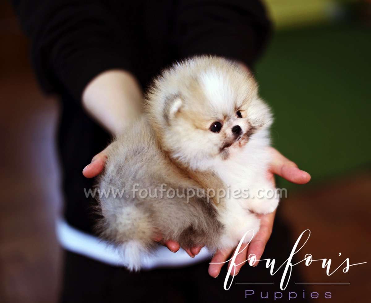 Benny - Pomeranian M.