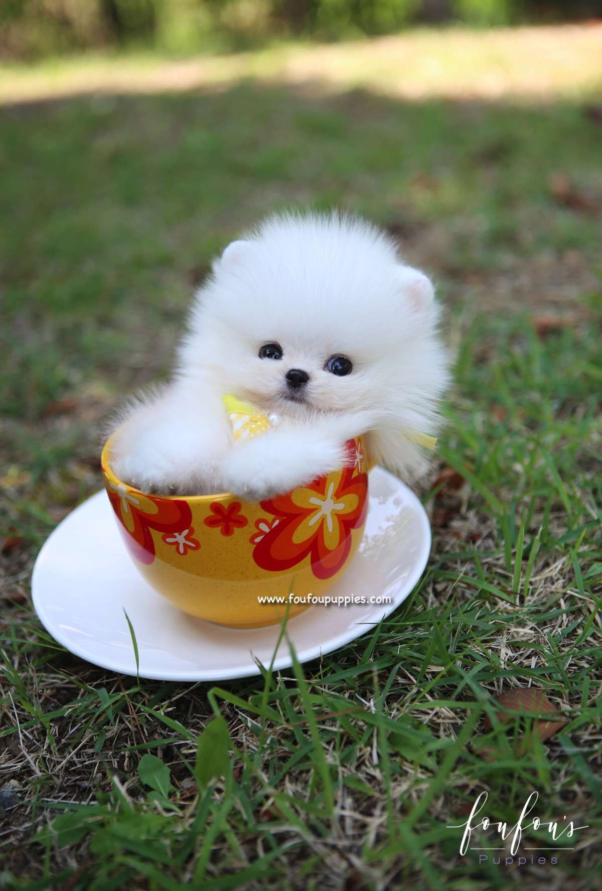 Mickey Blue - Pomeranian M.