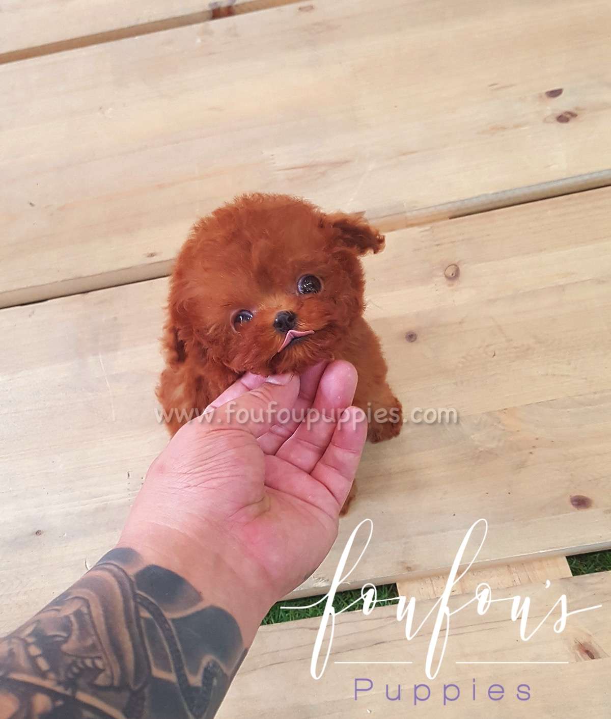 Nugget - Poodle M.