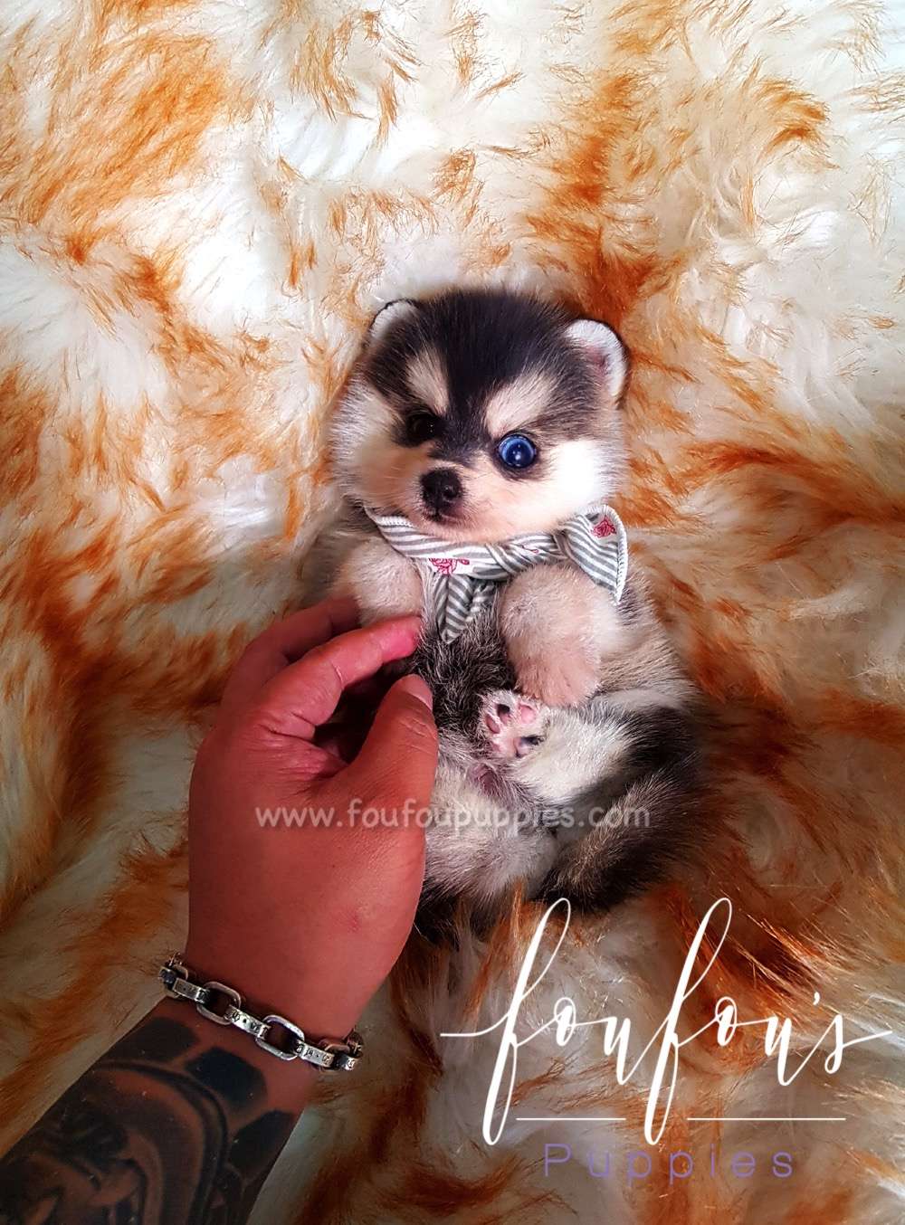 Zeus - Pomsky M.