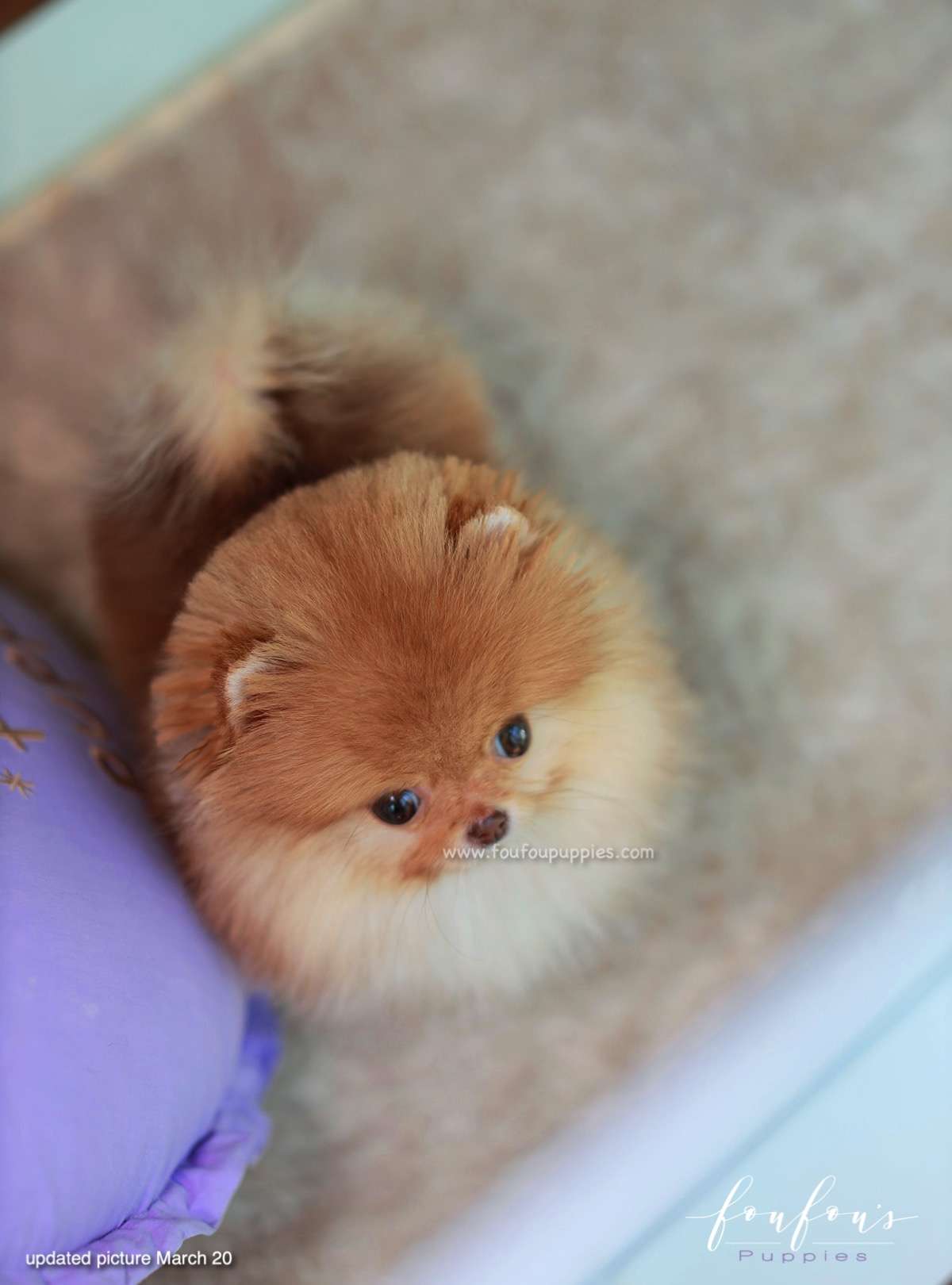 Amore - Pomeranian F.