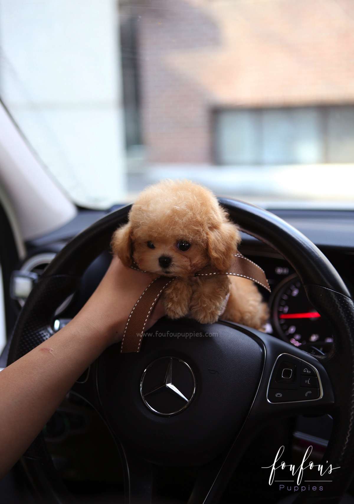 Missy - Poodle F.