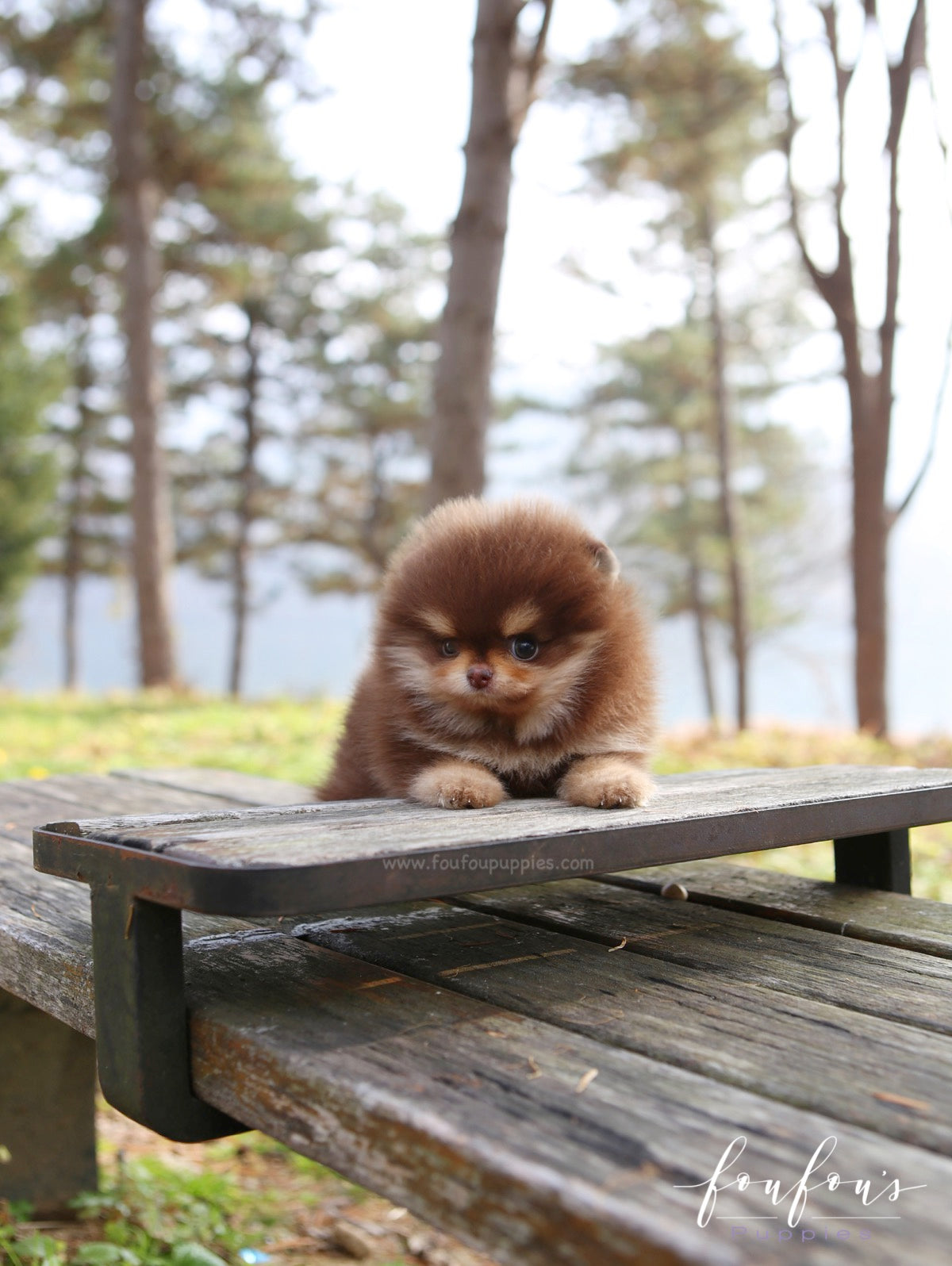 Twix - Pomeranian M.